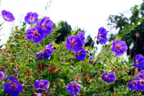 Flor azul no prado — Fotografia de Stock
