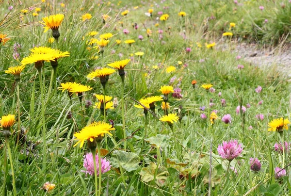 Kleurrijke berg bloem weide — Stockfoto