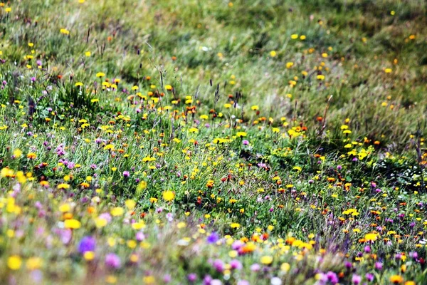 Colorful mountain flower meadow — Stock Photo, Image