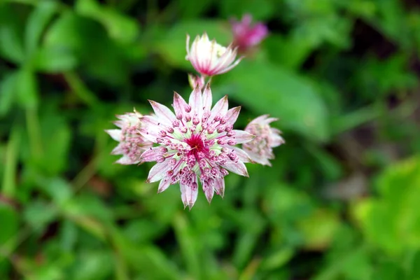 Fioritura della Grande Stella Dolde — Foto Stock