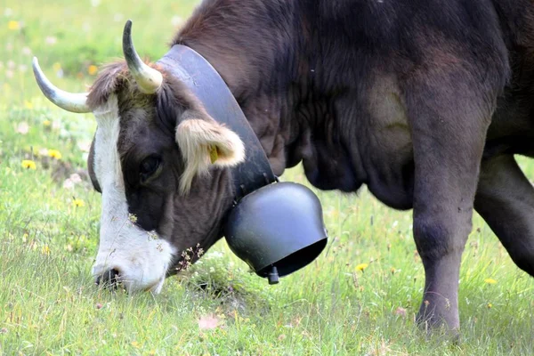 Cows on the pasture — Stock Photo, Image