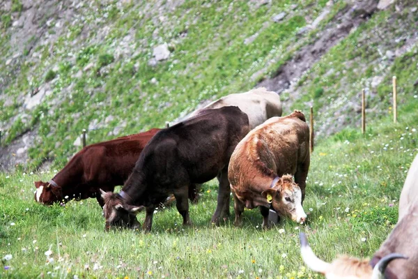 Vacas no pasto — Fotografia de Stock