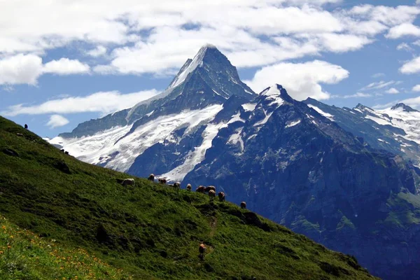 В швейцарских горах — стоковое фото