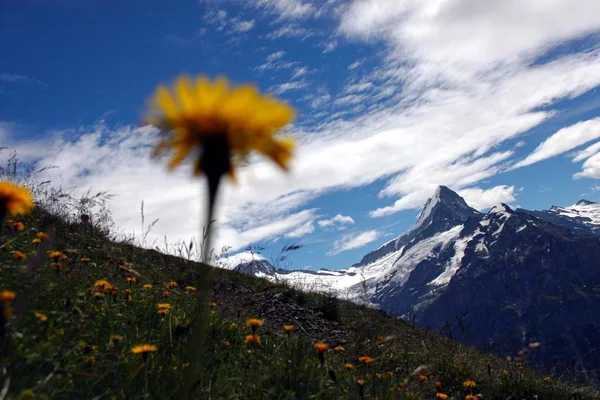 Summer in the mountains — Stock Photo, Image