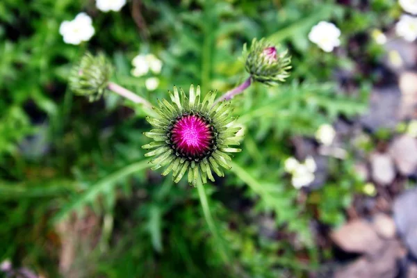 Kısa bir süre önce çiçeklenme alp Thistle — Stok fotoğraf