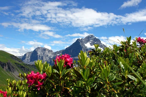 Alpine roses in the mountains — Stock Photo, Image