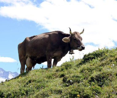 Alpine mera üzerinde ineklerin İsviçre