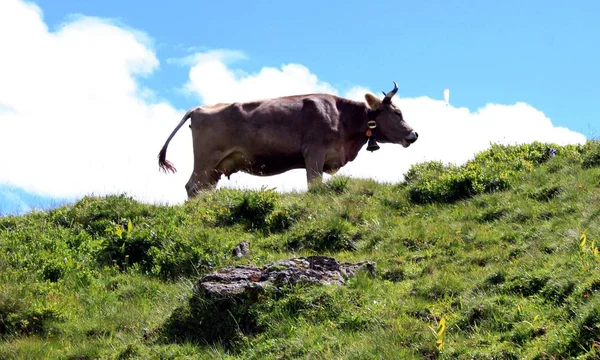 Vacche svizzere al pascolo alpino — Foto Stock