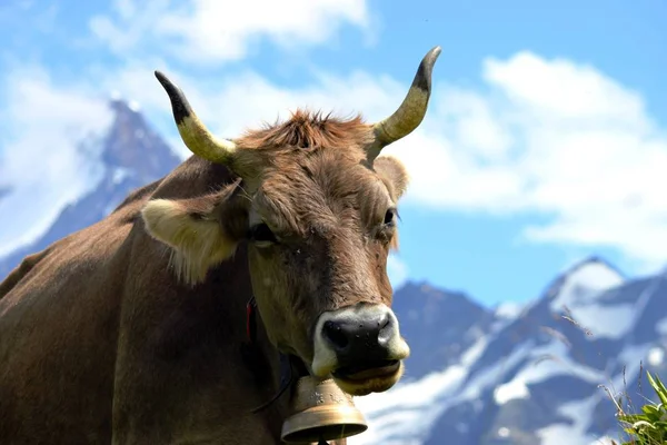 Vacche svizzere al pascolo alpino — Foto Stock