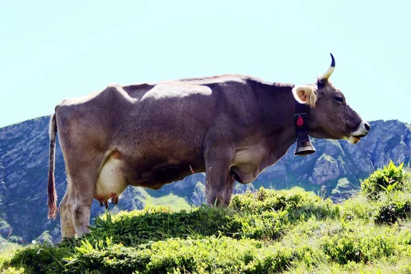Swiss cows on the alpine pasture — Stock Photo, Image