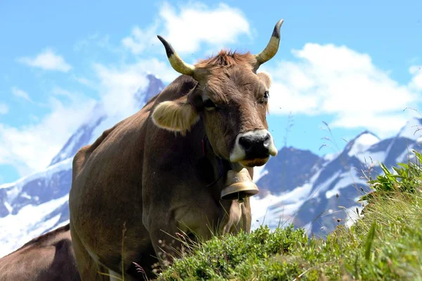 Vacche svizzere al pascolo alpino — Foto Stock
