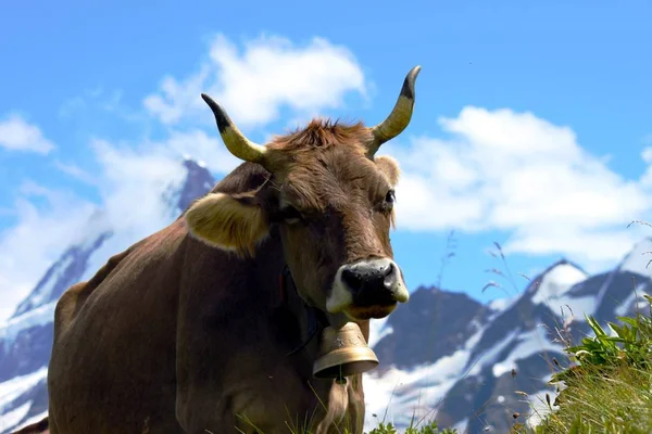 Zwitserse koeien op de alpenweide — Stockfoto