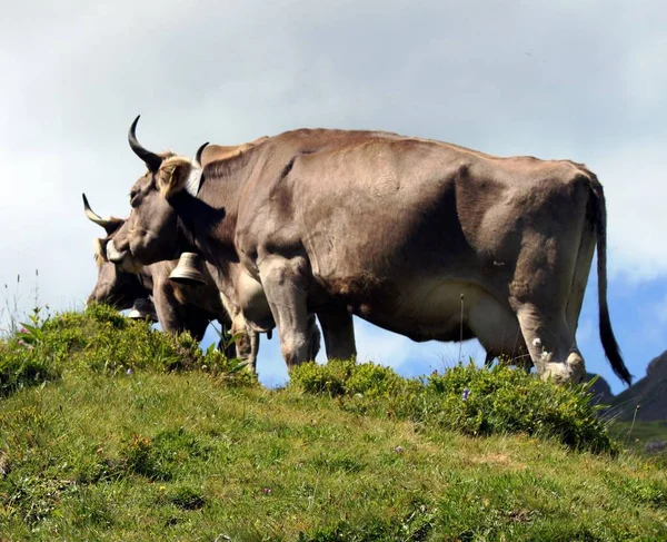 Swiss cows on the alpine pasture — Stock Photo, Image