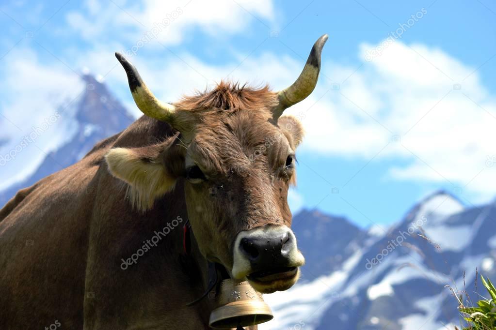 Swiss cows on the alpine pasture