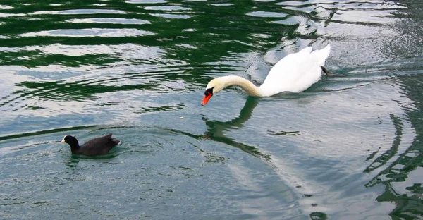 Schwäne auf dem See — Stockfoto