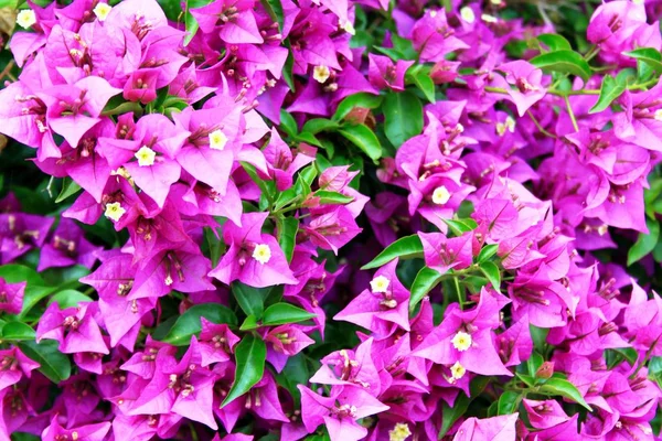 Roze bloeiende Bougainvillae in de zomer — Stockfoto