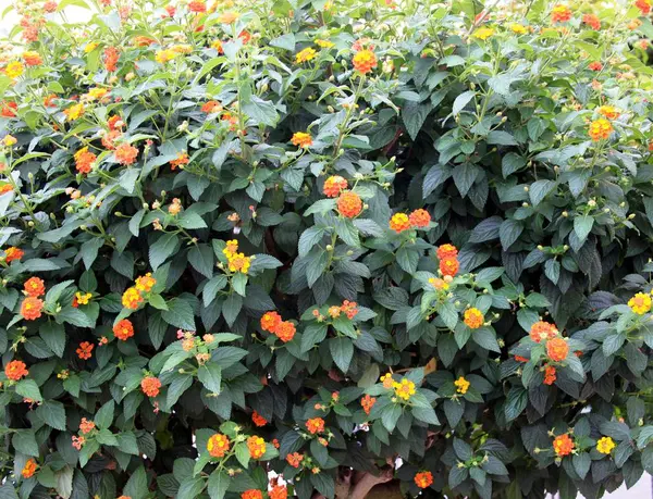 オレンジ色の花を持つ、低木 — ストック写真