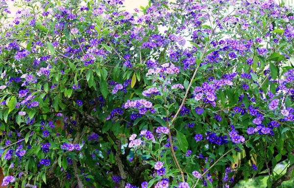 Planten met blauwe bloemen — Stockfoto