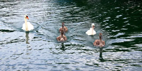 Cisnes no lago — Fotografia de Stock