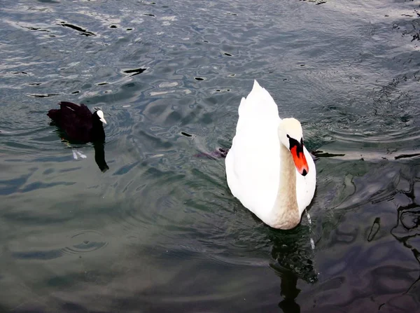 Cisnes en el lago —  Fotos de Stock