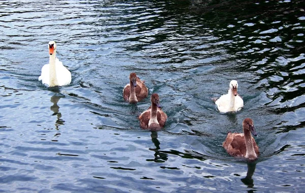 Cisnes no lago — Fotografia de Stock