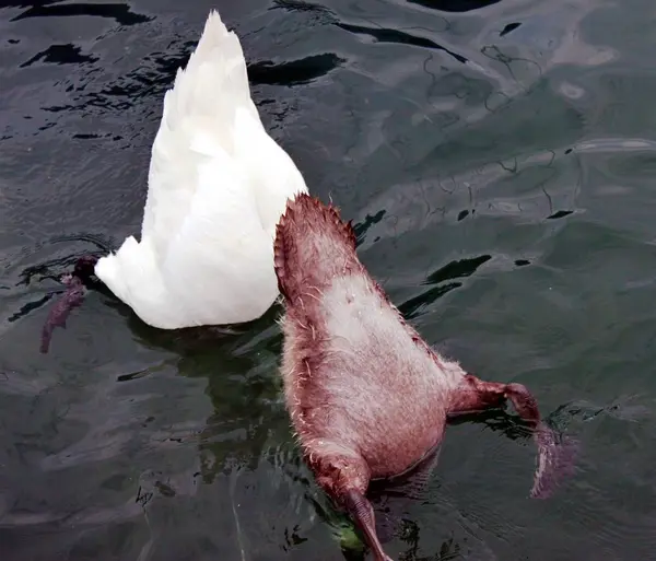 Cisnes no lago — Fotografia de Stock