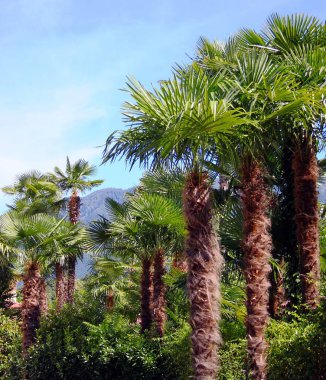 Palmiye ağaçları Lake Maggiore adlı Ticino'deki/daki oteller