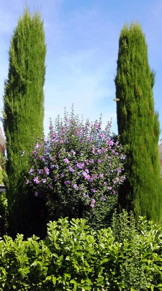 Arreglo de plantas mediterráneas en el jardín — Foto de Stock