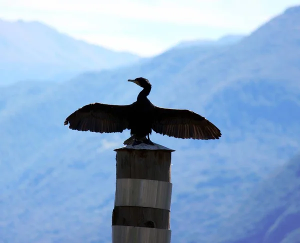 Corvo-marinho seca a sua plumagem — Fotografia de Stock