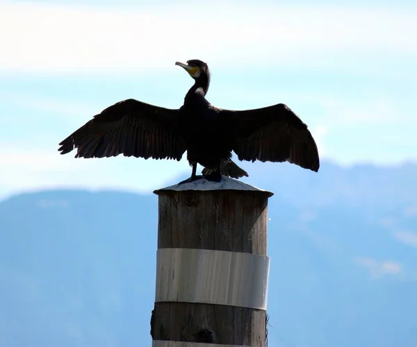 Cormorant sèche son plumage — Photo