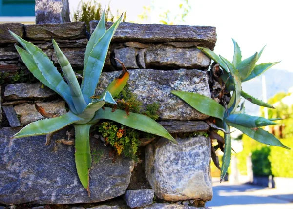 Stone wall with plants — Stock Photo, Image