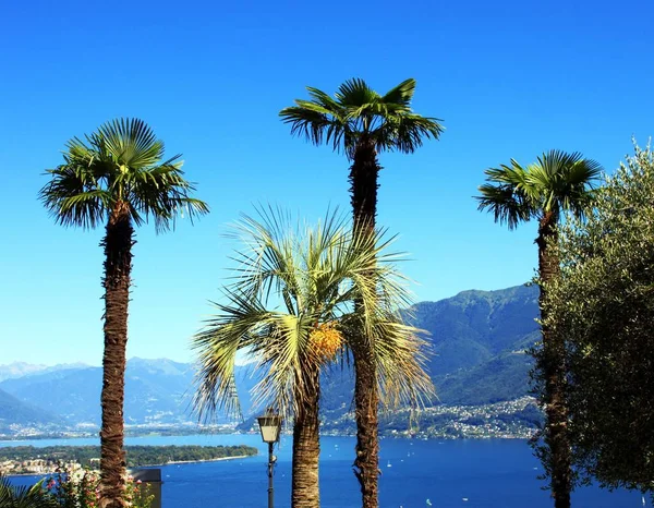 Palmy v Ticinu v Lake Maggiore — Stock fotografie