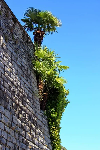 식물로 된 석벽 — 스톡 사진