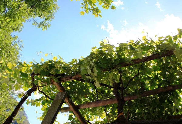 Roof of grape vines in summer — Stock Photo, Image
