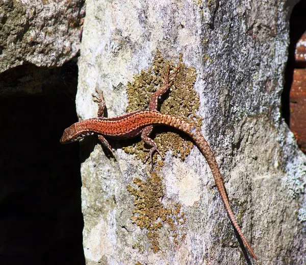 Pequeno lagarto ao sol — Fotografia de Stock