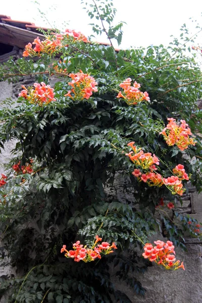 Blumen an der Hauswand — Stockfoto