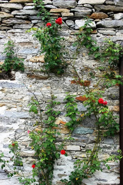 Bloemen op de muur huis — Stockfoto