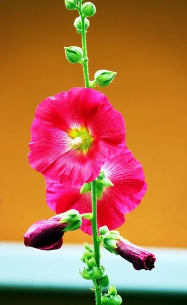 Red flowering Mallow in summer — Stock Photo, Image
