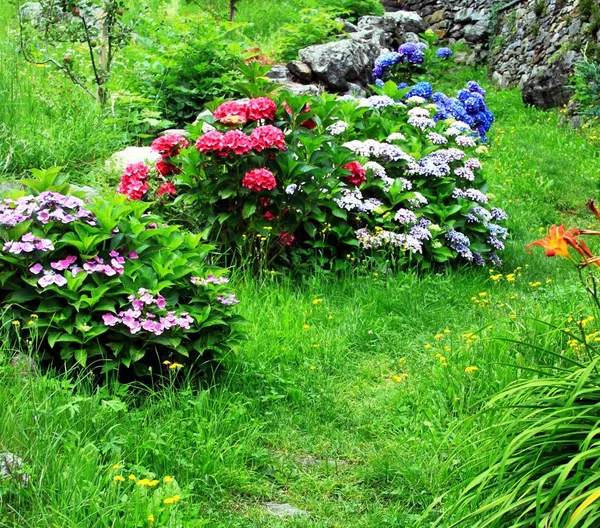 Flores de colores en el camino — Foto de Stock