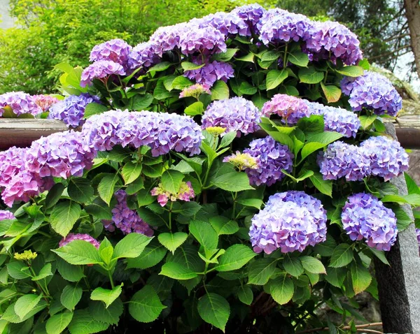Blauw bloeiende Hortensia in de tuin — Stockfoto
