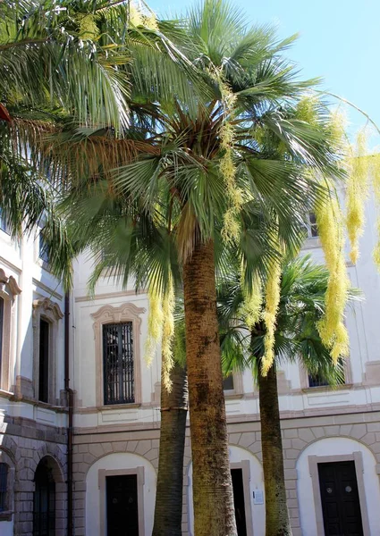 Palmy przed domem — Zdjęcie stockowe