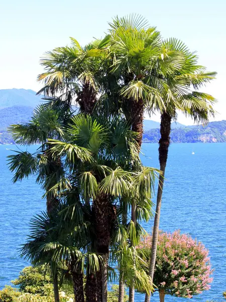 Pohon palem di Danau Maggiore — Stok Foto