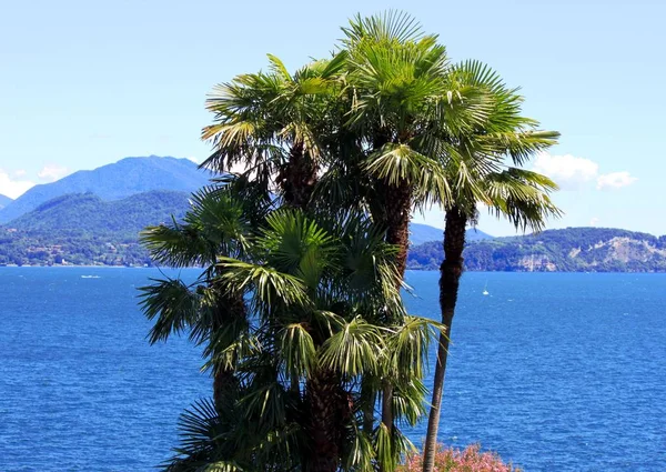 马焦雷湖的棕榈树 — 图库照片
