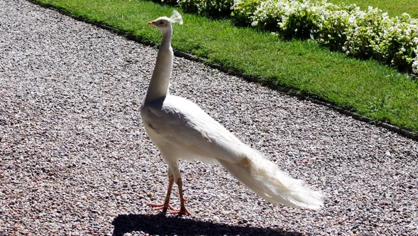 White peacock in the garden — Stock Photo, Image