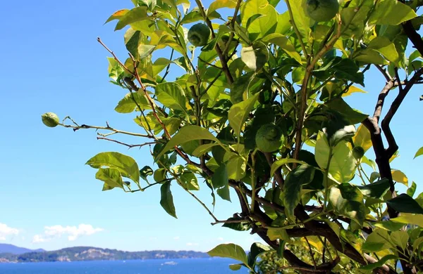 Pohon lemon di tepi danau — Stok Foto