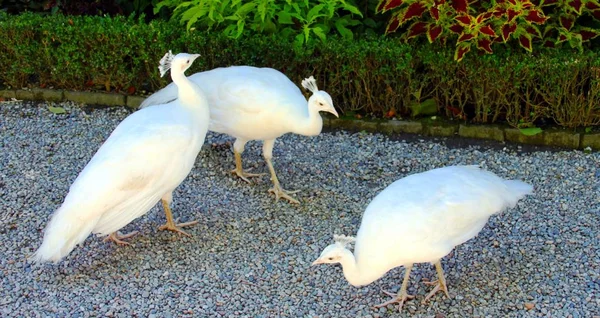 Pavão branco no jardim — Fotografia de Stock