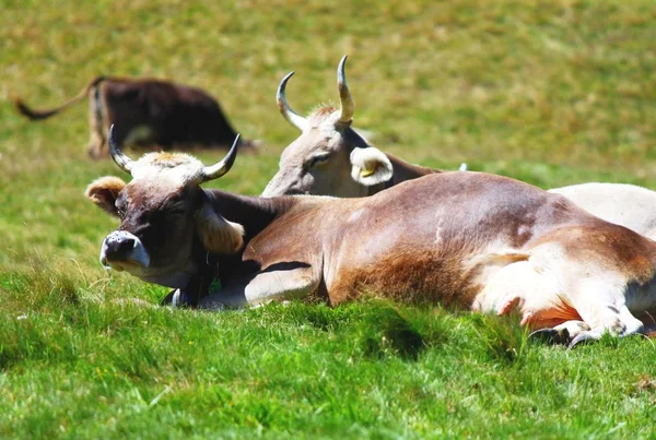 Cows on the pasture — Stock Photo, Image