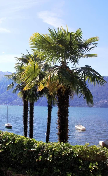 Palmeras en el Lago Mayor — Foto de Stock