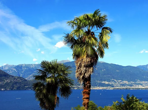 Palmeiras no Lago Maggiore — Fotografia de Stock