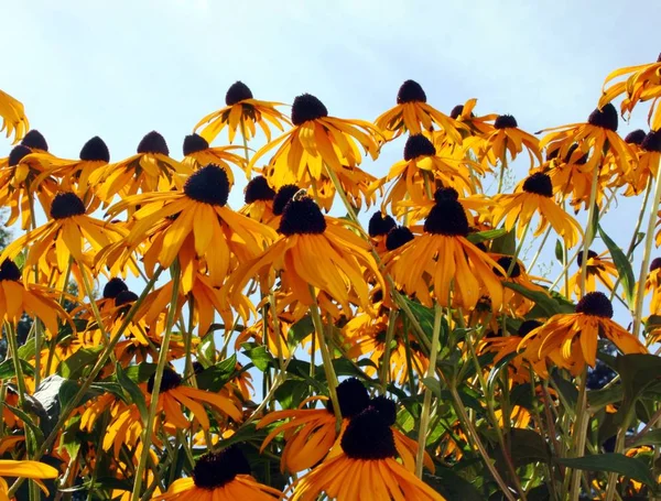 Żółty słonecznik w ogrodzie — Zdjęcie stockowe